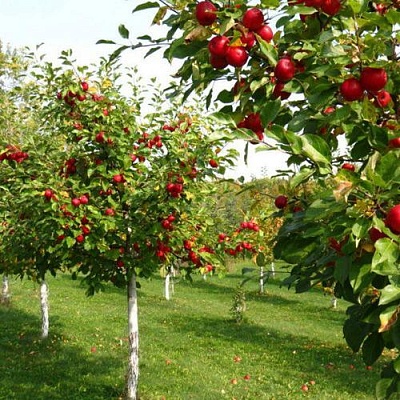 Плодовые деревья в Ростове-на-Дону