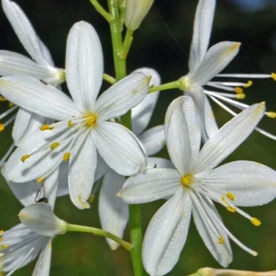 Венечник ветвистый в Ростове-на-Дону