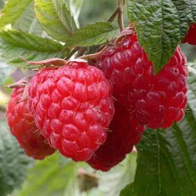 Малина ГЕРАКЛ в Ростове-на-Дону