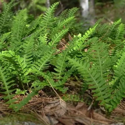 Многоножка обыкновенная в Ростове-на-Дону