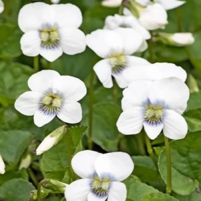 Фиалка АЛЬБИФЛОРА сестринская в Ростове-на-Дону