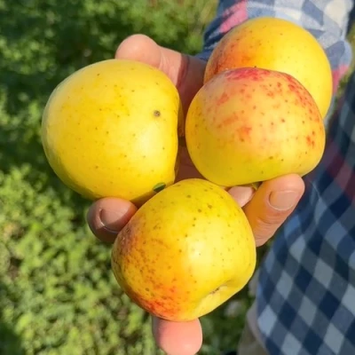 Яблоня КОРИЧНОЕ АНАНАСНОЕ в Ростове-на-Дону