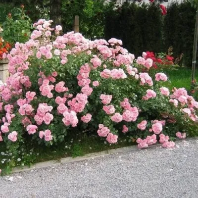 Роза БОНИКА флорибунда в Ростове-на-Дону