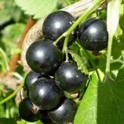 саженцы смородины