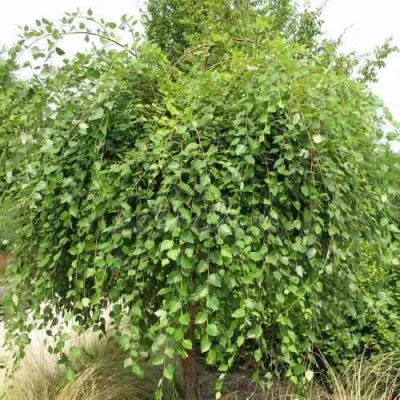 Береза САММЕР КАСКАД черная в Ростове-на-Дону