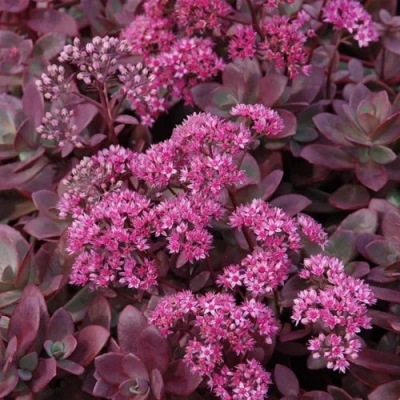 Очиток (седум) САНСПАРКЛЕР ФАЙЕРКРЕКЕР в Ростове-на-Дону