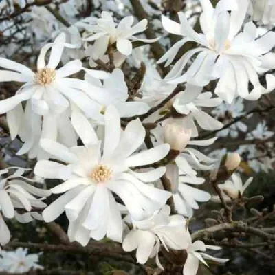 Магнолия РОЯЛ СТАР в Ростове-на-Дону