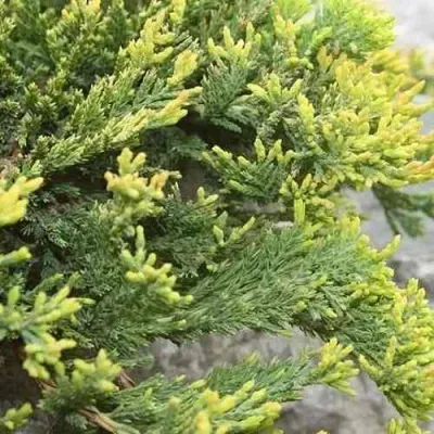 Можжевельник ГОЛДЕН КАРПЕТ горизонтальный в Ростове-на-Дону