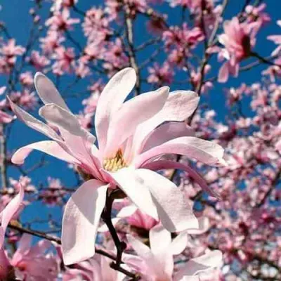 Магнолия РОЗЕЯ в Ростове-на-Дону