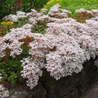 Очиток (седум) МУРАЛЕ белый в Ростове-на-Дону