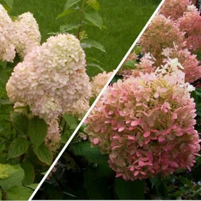 Комплект НЕЖНЫЕ ЧУВСТВА в Ростове-на-Дону