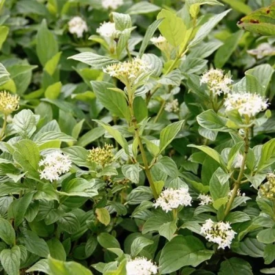 Дерен ФЛАВИРАМЕА отпрысковый  в Ростове-на-Дону