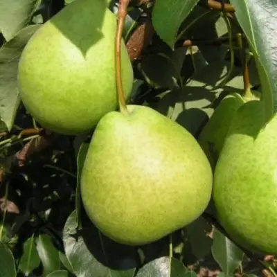 Груша ЛАГОДНАЯ в Ростове-на-Дону