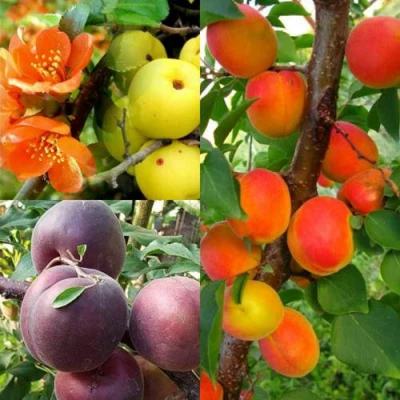 Комплект САД ДЛЯ ГУРМАНА в Ростове-на-Дону