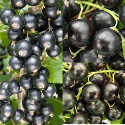 Комплект ЧЕРНАЯ СИЛА в Ростове-на-Дону