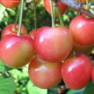 Черешня ЮЛИЯ в Ростове-на-Дону