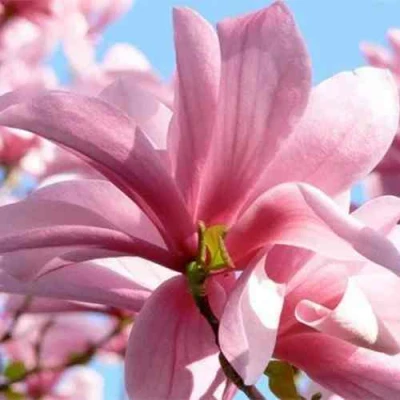 Магнолия ГАЛАКСИ в Ростове-на-Дону