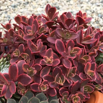 Очиток (седум) САНСПАРКЛЕР ВИЛДФАЕР гибридный в Ростове-на-Дону