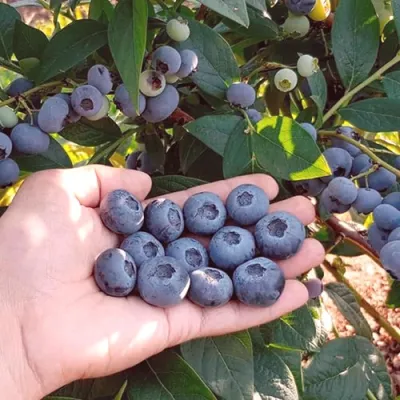 Голубика БОНУС в Ростове-на-Дону