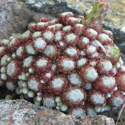 Молодило ГНАФАЛИУМ в Ростове-на-Дону