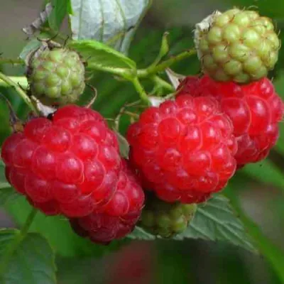 Малина СОЛНЫШКО в Ростове-на-Дону