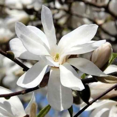 Магнолия ЛЕБНЕРА МЕРРИЛЛ в Ростове-на-Дону