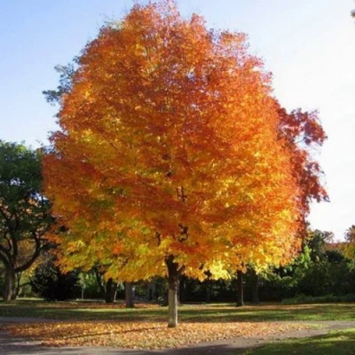 Клен серебристый в Ростове-на-Дону