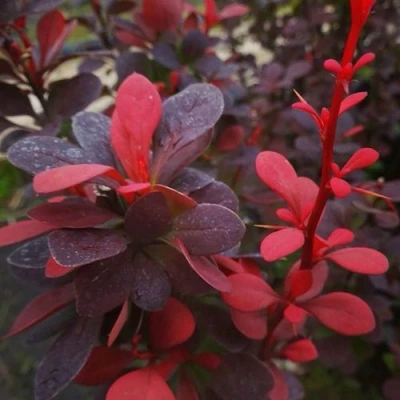 Барбарис РЕД ПИЛЛАР тунберга в Ростове-на-Дону