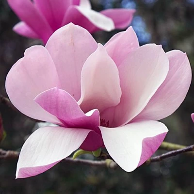 Магнолия РИККИ в Ростове-на-Дону