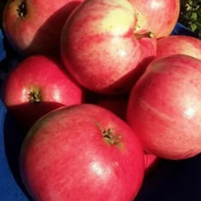 Яблоня СУЙСЛЕПСКОЕ (МАЛИНОВКА) в Ростове-на-Дону