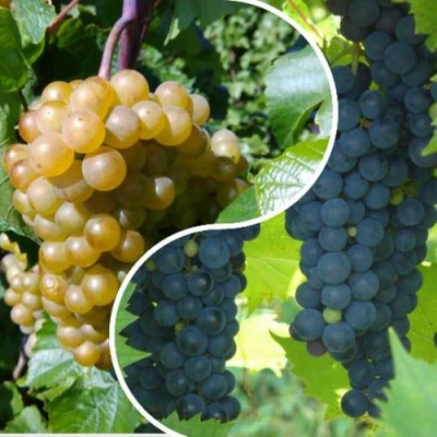 Комплект ИНЬ-ЯНЬ в Ростове-на-Дону