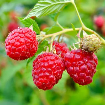 Малина РУБИФОЛ в Ростове-на-Дону