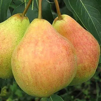 Груша ЛЮБИМИЦА ЯКОВЛЕВА в Ростове-на-Дону