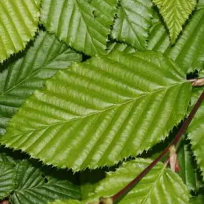 Граб японский в Ростове-на-Дону