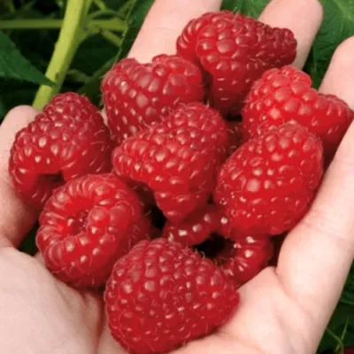 Малина РУБИФОЛ в Ростове-на-Дону