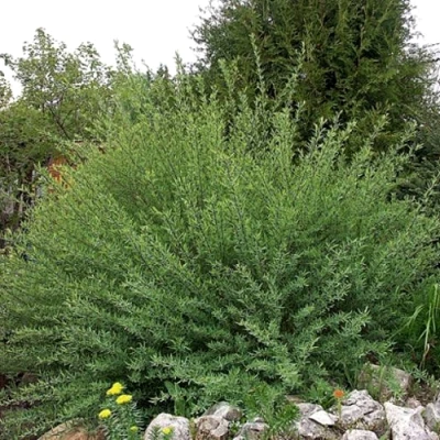 Ива НАНА  пурпурная  в Ростове-на-Дону