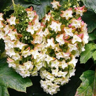 Гортензия БЛЭК ПОРШ дуболистная в Ростове-на-Дону