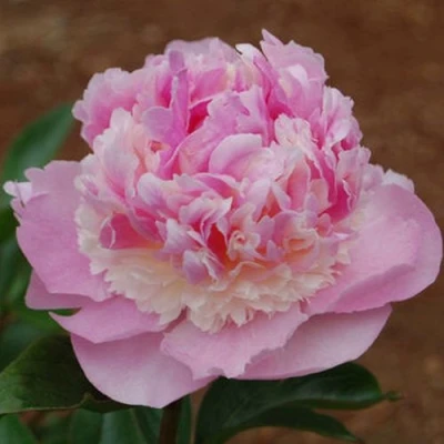 Пион ЭНДЖЕЛ ЧИКС травянистый в Ростове-на-Дону