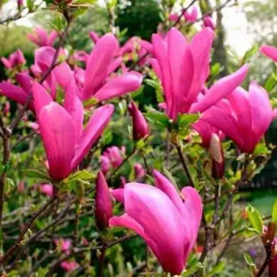 Магнолия СЬЮЗАН в Ростове-на-Дону