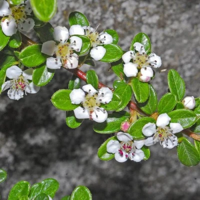 Кизильник ТАНГСТЕДТ горизонтальный  в Ростове-на-Дону