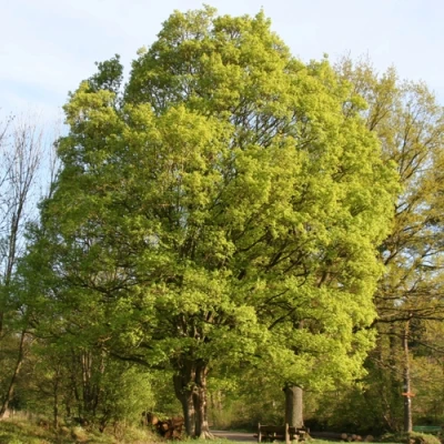 Клен полевой в Ростове-на-Дону