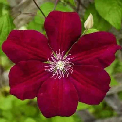 Клематис РУЖ КАРДИНАЛ в Ростове-на-Дону