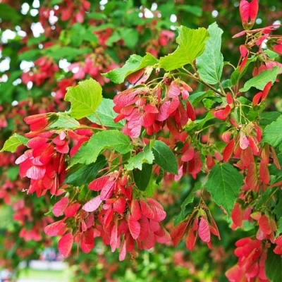 Клен татарский в Ростове-на-Дону