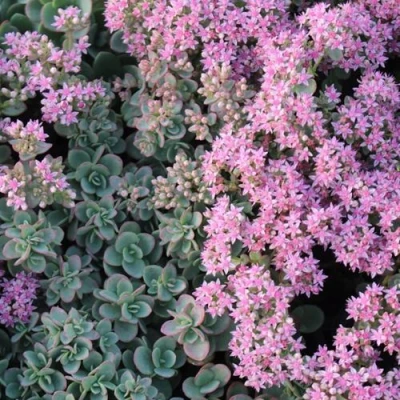 Очиток (седум) САНСПАРКЛЕР ЛАЙМ ЗИНГЕР в Ростове-на-Дону