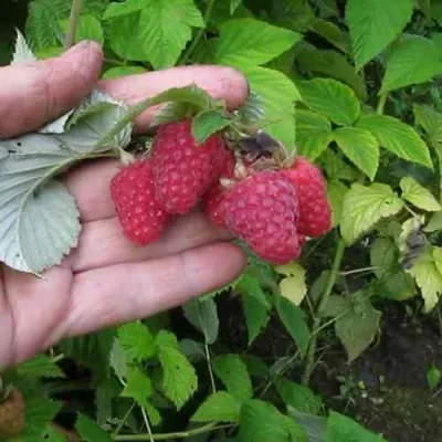 Малина КОРПИКО в Ростове-на-Дону