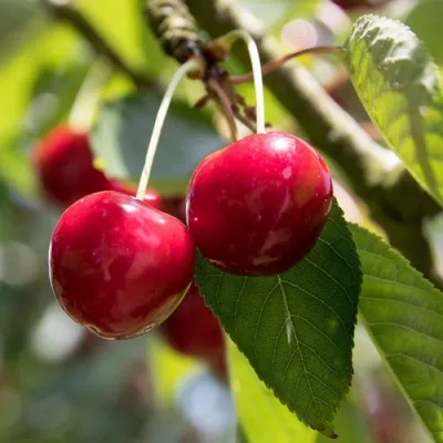 Черешня ТЕРЕМОШКА в Ростове-на-Дону