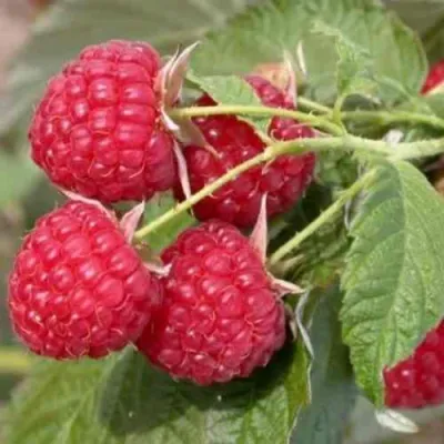 Малина СОЛНЫШКО в Ростове-на-Дону