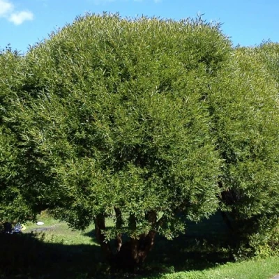 Ива ломкая  в Ростове-на-Дону