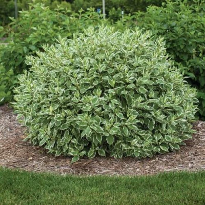 Дерен ЭЛЕГАНТИССИМА белый в Ростове-на-Дону