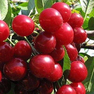 Вишня ГЛУБОКСКАЯ в Ростове-на-Дону